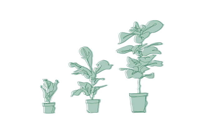 Illustration of three growing indoor plants