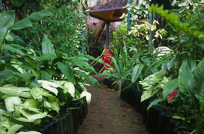 A path leads through a well-tended garden.