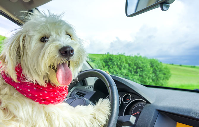 A dog in a bandana offers a car ride.