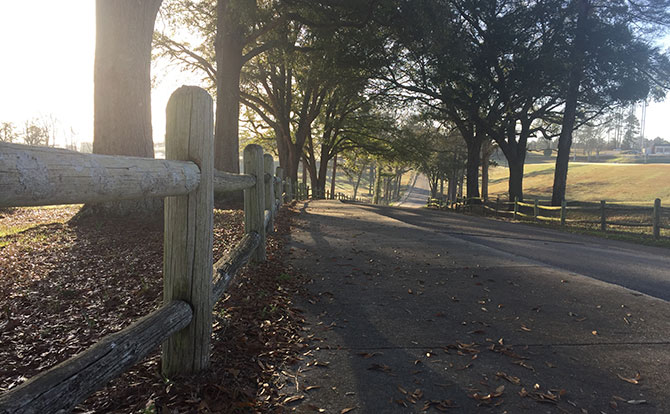  A wooden fence beside a winding, tree-lined road